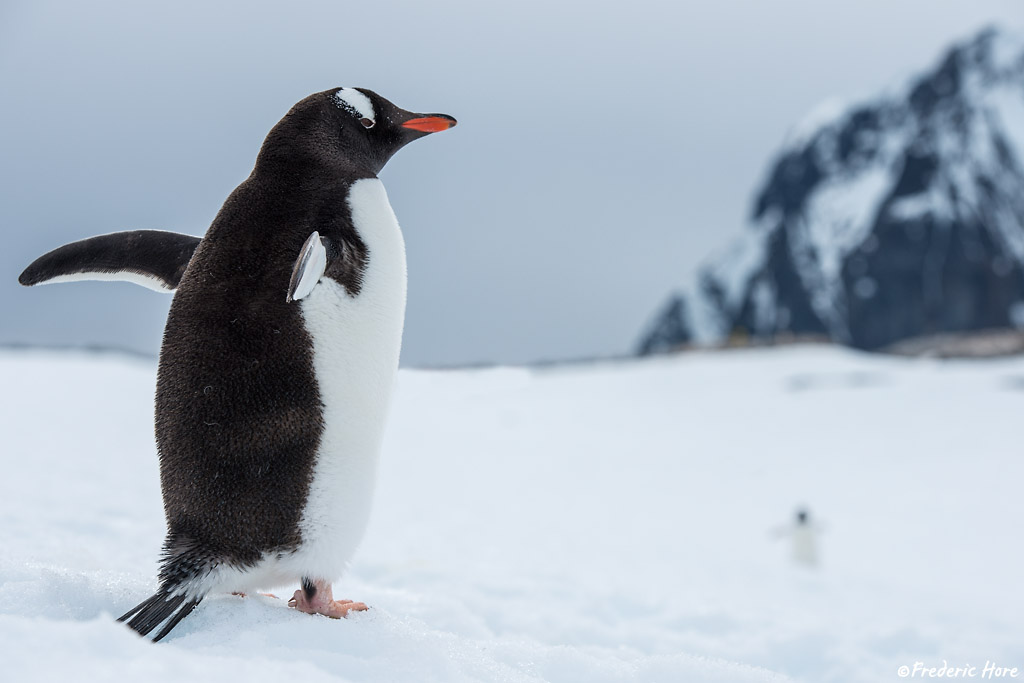 Antarctic Peninsula